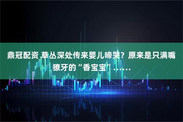 鼎冠配资 草丛深处传来婴儿啼哭？原来是只满嘴獠牙的“香宝宝”……