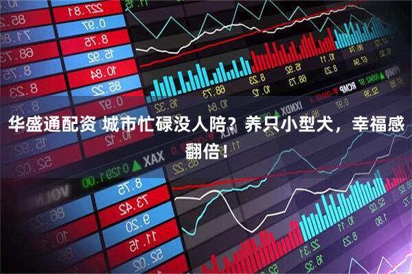 华盛通配资 城市忙碌没人陪？养只小型犬，幸福感翻倍！